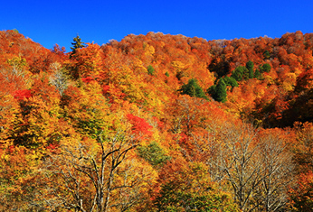 栗駒山の紅葉