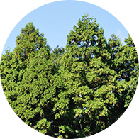 Village tree: Cedar (Akita Cedar)