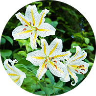 Village flower: Mountain lily