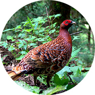 Village bird: Copper pheasant